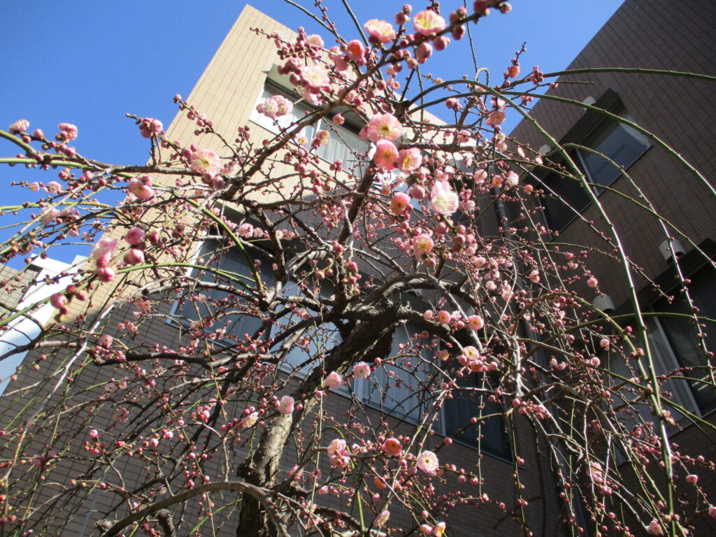 しだれ梅が咲き始めました！