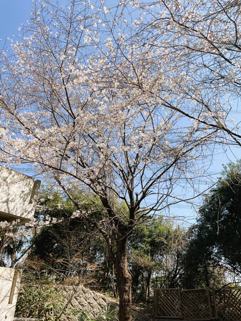 令和8年「デイサービスお花見」