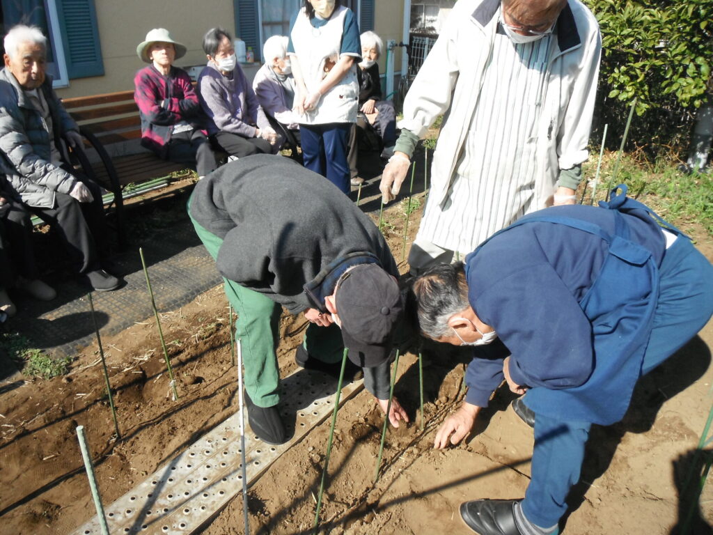 じゃが芋の種植え
