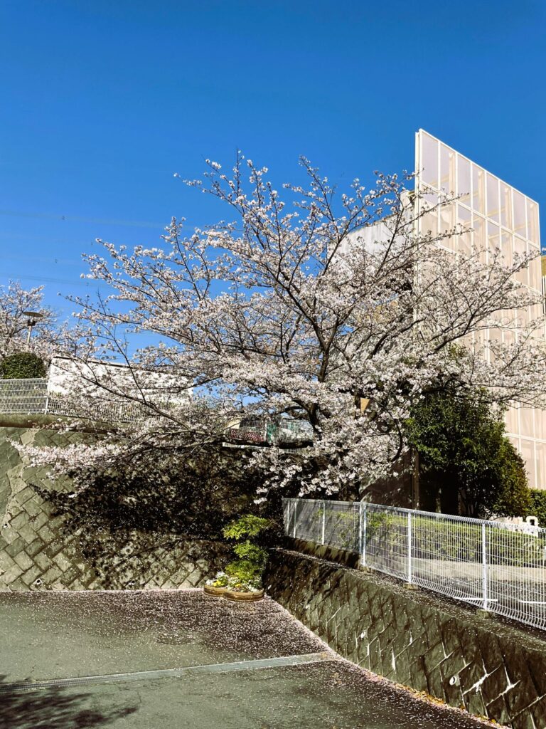 令和8年4月2日『🌸ライフヒルズ舞岡苑ソメイヨシノ満開です🌸』